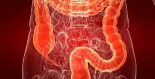 Δημιούργησαν για πρώτη φορά στο εργαστήριο μίνι-έντερα ανθρώπου με νεύρα