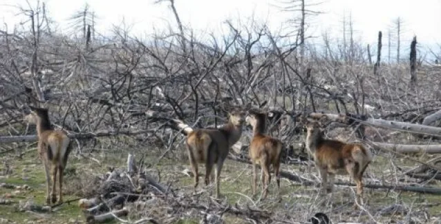 Ασπρόπυργος: Πουλάνε καμένα ζώα που έχουν καθαρίσει με υγρό πιάτων!!!