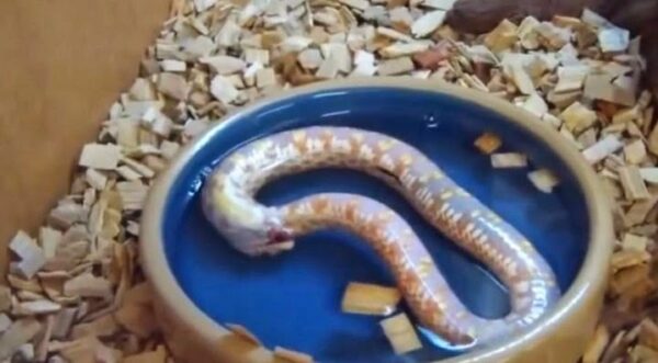 Φίδι αυτοκτονεί ! Απίστευτο VIDEO