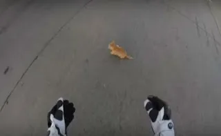 Συγκινητικό Βίντεο: Σταμάτησε τα αυτοκίνητα σε διασταύρωση για να σώσει ένα γατάκι!