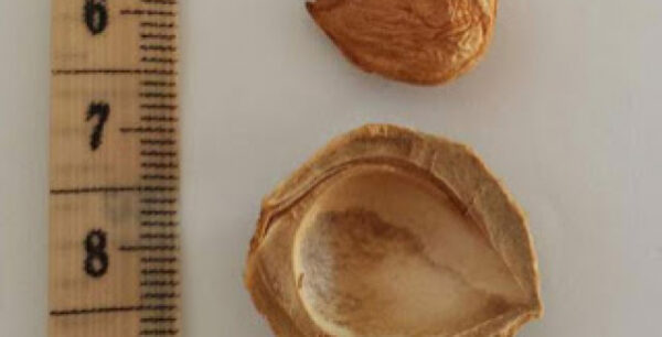 ΕΦΕΤ: Προσοχή στην κατανάλωση κουκουτσιών από βερίκοκα και αμύγδαλα – Κίνδυνος δηλητηρίασης