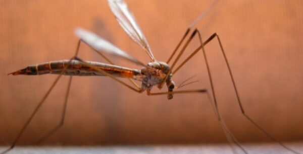 «Καμπανάκι» για τον ιό του Δυτικού Νείλου: Πόσα κρούσματα εντοπίστηκαν