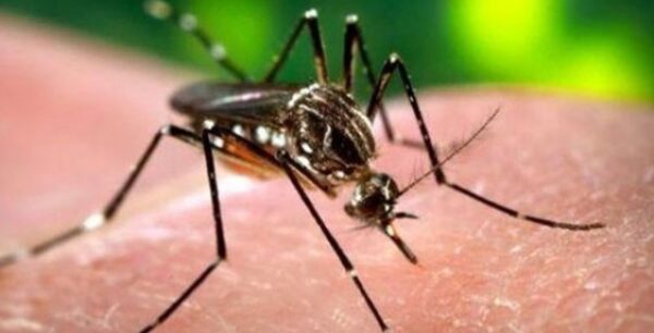 Τσιμπήματα από κουνούπια: Πως να μειώσεται το πρήξιμο και τη φαγούρα