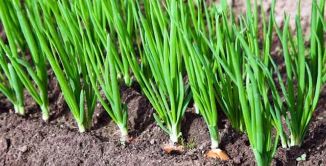 Αυτό το λαχανικό θα κάνει τα οστά σου σιδερένια