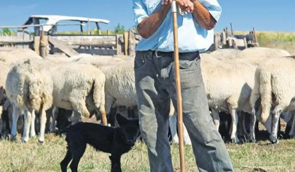 Έκτακτη στήριξη στους κτηνοτρόφους των νησιών του Αιγαίου