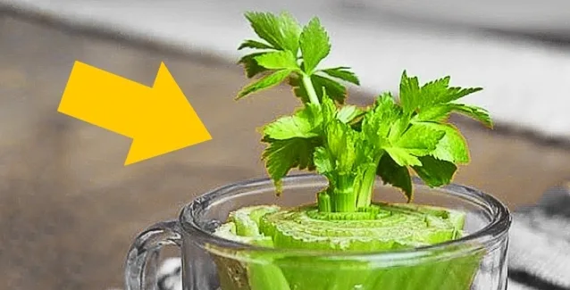 8 λαχανικά που θα αγοράσετε μόνο μια φορά και θα τα καλλιεργείτε για πάντα