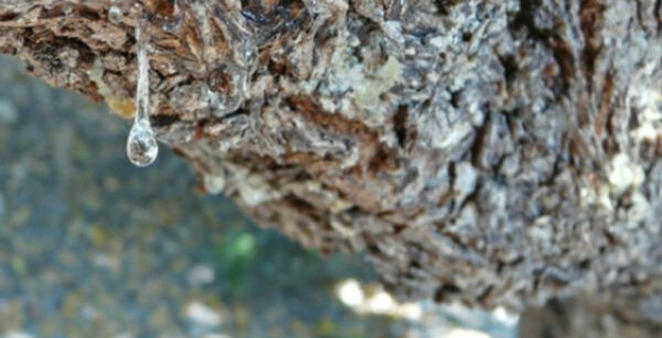 Μαστίχα – vs χοληστερόλης: Σημειώσατε 1!