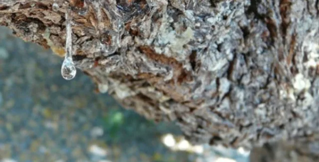 Μαστίχα – vs χοληστερόλης: Σημειώσατε 1!