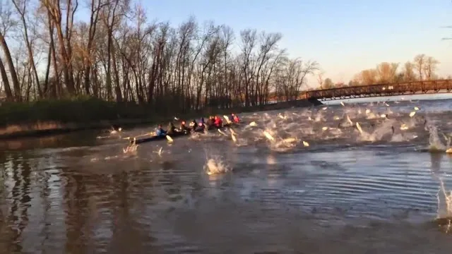 Κωπηλατική ομάδα δέχεται επίθεση από ιπτάμενα ψάρια