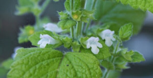 Μελισσόχορτο: Το ελιξήριο της νεότητας!