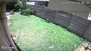 Το πιο απρόσμενο αντικλεπτικό έκανε αυτόν τον επίδοξο διαρρήκτη να τρέχει… (Video)