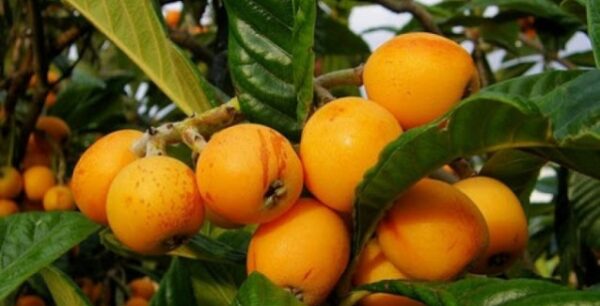 Μούσμουλα για πίεση, χοληστερίνη, εντερικά, δέρμα, μάτια, δόντια, αδυνάτισμα, και καρκίνο!