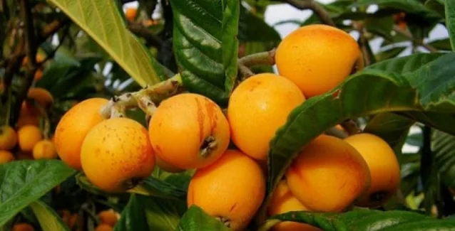 Μούσμουλα για πίεση, χοληστερίνη, εντερικά, δέρμα, μάτια, δόντια, αδυνάτισμα, και καρκίνο!