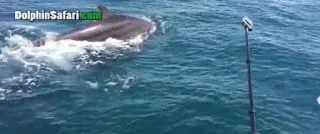 Απίστευτο βίντεο: Η στιγμή που μία φάλαινα γεννά δίπλα ακριβώς από μία βάρκα με τουρίστες