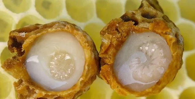 Βασιλικός πολτός: Ένα διατροφικό θαύμα της φύσης