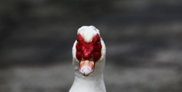 Κρούσμα της γρίπης των πτηνών σε αγριόπαπια στην Ιταλία