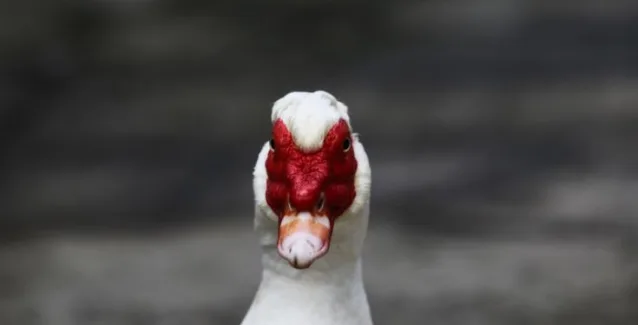 Κρούσμα της γρίπης των πτηνών σε αγριόπαπια στην Ιταλία