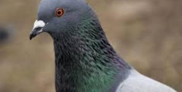 Τα περιστέρια μπορούν να εντοπίσουν τον καρκίνο