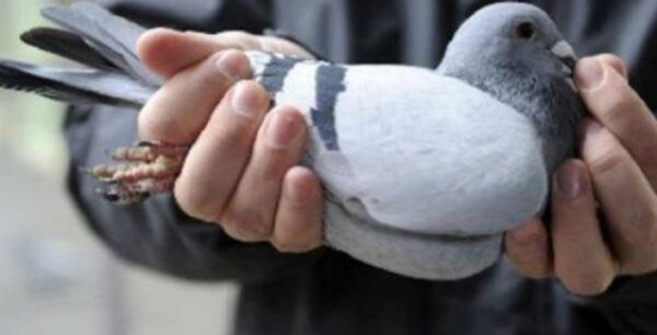 Απίστευτο! Τα περιστέρια μπορούν να διαγνώσουν τον καρκίνο του μαστού