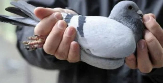 Απίστευτο! Τα περιστέρια μπορούν να διαγνώσουν τον καρκίνο του μαστού