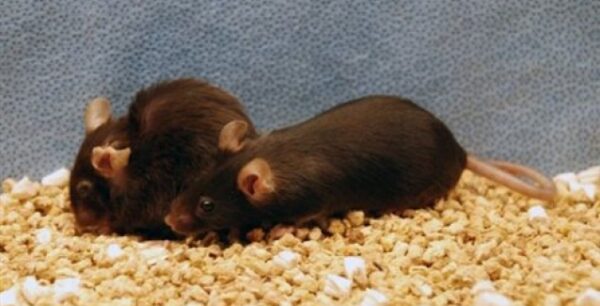 Πειραματικό φάρμακο «διαγράφει τα γηρατειά»