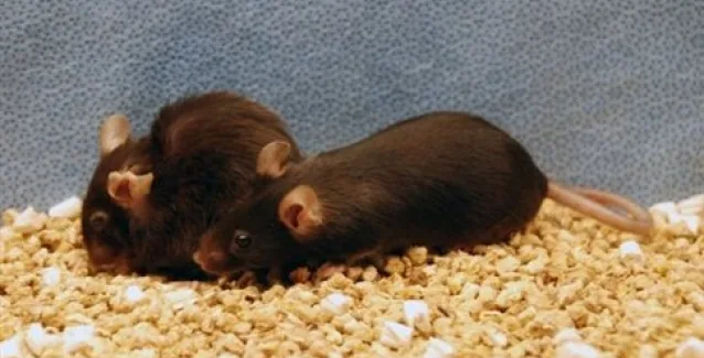 Πειραματικό φάρμακο «διαγράφει τα γηρατειά»