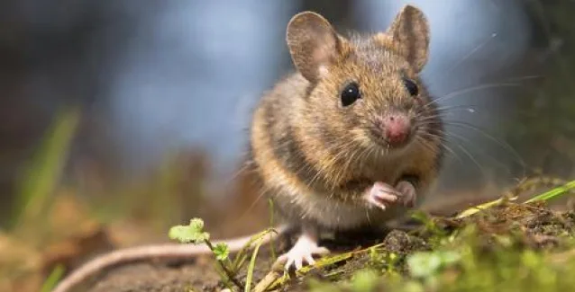 Αλτσχάιμερ: Επανέφεραν «χαμένες» μνήμες σε ποντίκια με τη βοήθεια φωτός!