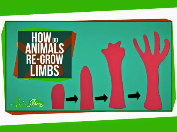 Πως ορισμένα ζώα αναπτύσσουν εκ νέου κομμένα άκρα και γιατί ο άνθρωπος δεν μπορεί