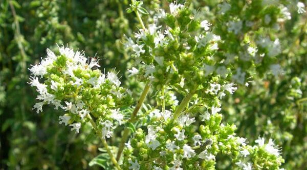 Το μυστικό που «κρύβει» η ρίγανη για την υγεία μας