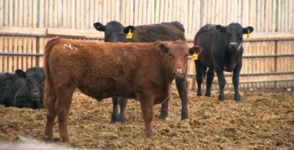 Τα αντιβιοτικά στα ζώα χειροτερεύουν την κλιματική αλλαγή