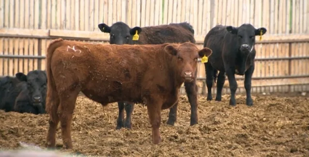 Τα αντιβιοτικά στα ζώα χειροτερεύουν την κλιματική αλλαγή