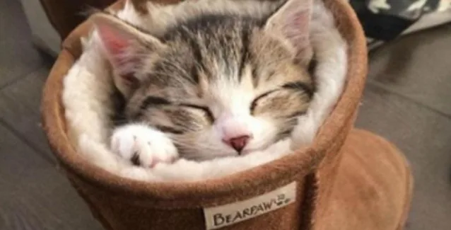 Να γιατί οι γάτες είναι μακροβιότερες των σκύλων