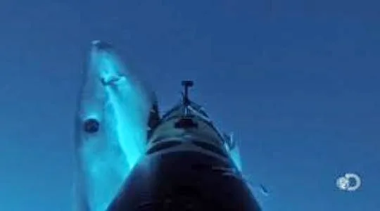 Αυτό το βιντεο δείχνει ακριβώς τι γίνεται όταν ένας καρχαρίας επιτίθεται!