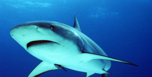 Ουσία από καρχαρία αφήνει υποσχέσεις στη μάχη κατά του Πάρκινσον