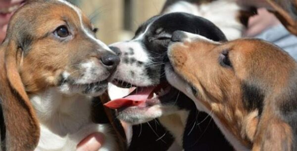 Γονιμοποίηση εμβρύων από σκυλίτσες δίνει ελπίδες για να διατηρηθούν σπάνιες ράτσες