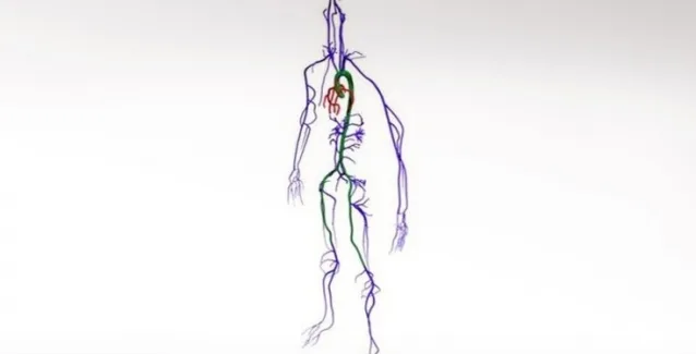 Υπερυπολογιστής προσομοιώνει την κυκλοφορία του αίματος σε όλο το σώμα