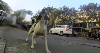 Η ΣΟΚΑΡΙΣΤΙΚΗ καθημερινότητα μέσα από τα μάτια ενός αδέσποτου (Video)