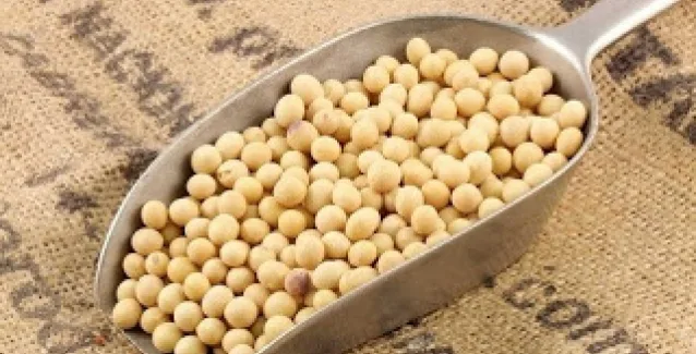Σόγια: Προστατεύει από την οστεοπόρωση