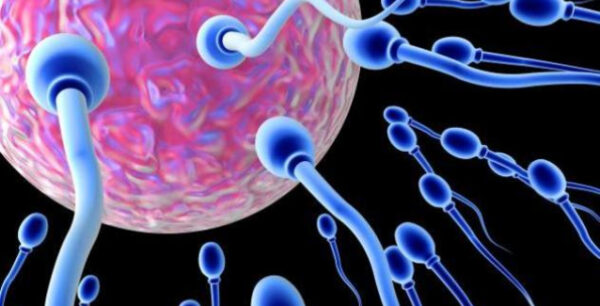 Δημιούργησαν υγιείς απογόνους μόνο με σπερματοζωάρια!