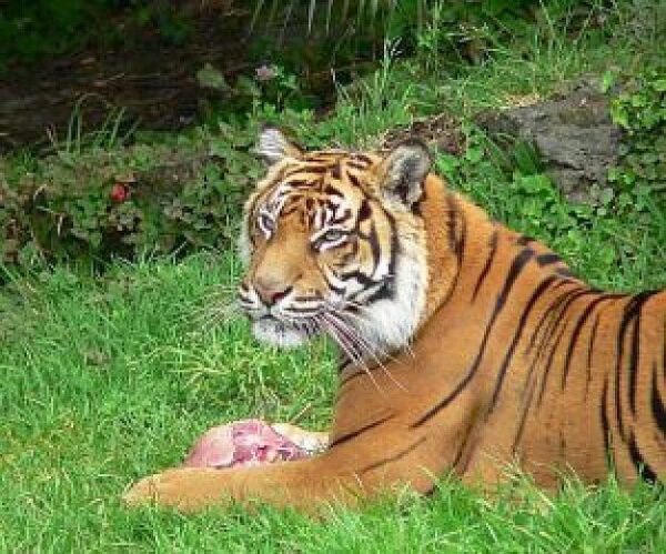 Tα 10 ζώα που μπορεί να μην υπάρχουν τα επόμενα 10 χρόνια