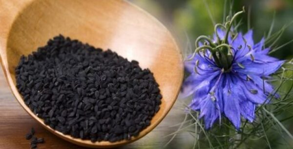 Αυτό είναι το φυτό που θεραπεύει τα πάντα εκτός από το θάνατο!