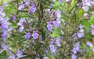 Πώς να προστατεύσετε τα παιδιά από τα κουνούπια