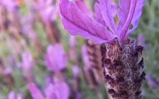 Διώξτε τα κουνούπια με φυσικό τρόπο…