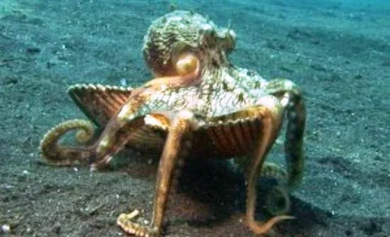 Χταπόδι… κλεπτομανής!