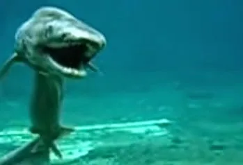 ΤΡΟΜΟΣ: Ψαρεύτηκε προϊστορικός καρχαρίας με 25 ΣΕΙΡΕΣ ΔΟΝΤΙΩΝ [video]