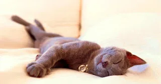 Γιατί οι γάτες προσγειώνονται ΠΑΝΤΑ με τα μπροστινά πόδια τους;