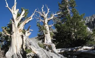 Το μακροβιότερο δέντρο στον κόσμο!