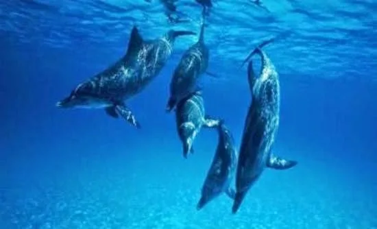 Τα δελφίνια θρηνούν