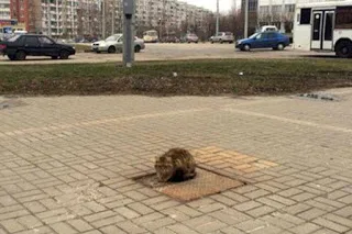 Συγκινητικό: Τι κοινό έχει αυτή η γάτα με τον Χάτσικο;