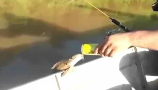 Απίστευτο βίντεο: Ψάρι βγήκε από τη θάλασσα για να πιει… μπύρα! [video]